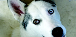 The Independent Southern Utah Adoptable Pets Guide southern utah adoptable pets coverNov242017-2