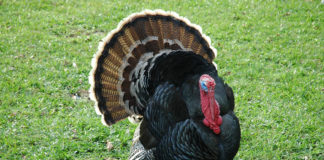 Talking turkey: Six tips for safe preparation
