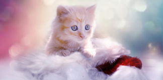 The Independent Southern Utah Adoptable Pets Guide southern utah adoptable pets CoverDEC152017