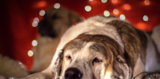 The Independent Southern Utah Adoptable Pets Guide southern utah adoptable pets CoverDec222017