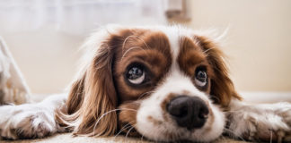 The Independent Southern Utah Adoptable Pets Guide southern utah adoptable pets CoverDec302017