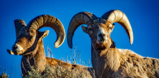 Efforts in Zion Canyon underway to protect native bighorn sheep herds Efforts in Zion Canyon underway to protect native bighorn sheep herds