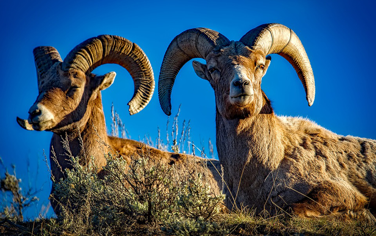 Efforts in Zion Canyon underway to protect native bighorn sheep herds