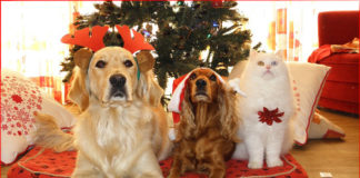 The Independent Southern Utah Adoptable Pets Guide southern utah adoptable pets coverDec082017