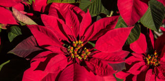 Poinsettia care during the holidays and beyond Poinsettia care during the holidays and beyond