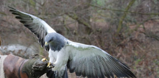 11 Raptor Species Illegally Killed In Beaver County – Officers Seeking Information “Birds of Prey” returns to Ultimate Outdoor Recreation Expo