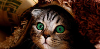 The Independent Southern Utah Adoptable Pets Guide southern utah adoptable pet guide CoverFeb032018