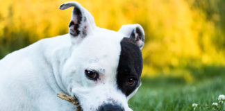 The Independent Southern Utah Adoptable Pets Guide southern utah adoptable pets CoverJan132018