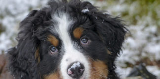 The Independent Southern Utah Adoptable Pets Guide southern utah adoptable pets CoverJan272018