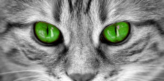 The Independent Southern Utah Adoptable Pets Guide southern utah adoptable pets CoverJan52018