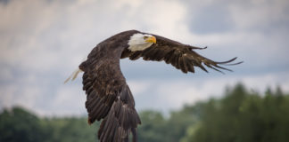 DWR hosts eagle viewing for Bald Eagle Month DWR hosts eagle viewing for Bald Eagle Month