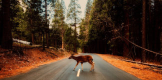 Wildlife and roads don’t mix: Be aware of animals on the move Wildlife and roads don't mix: Be aware of animals on the move