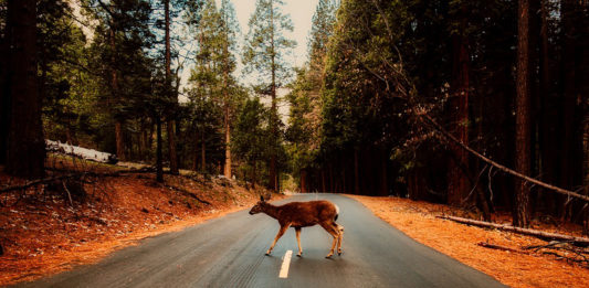 Wildlife and roads don't mix: Be aware of animals on the move