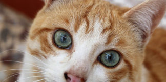 The Independent Southern Utah Adoptable Pets Guide The Independent Southern Utah Adoptable Pets Guide