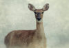 DWR invites photographers, reporters on winter range wildlife patrols, turkey relocations DWR invites photographers, reporters on winter range wildlife patrols, turkey relocations