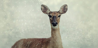 DWR invites photographers, reporters on winter range wildlife patrols, turkey relocations DWR invites photographers, reporters on winter range wildlife patrols, turkey relocations