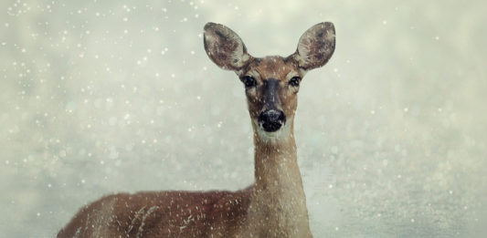 DWR invites photographers, reporters on winter range wildlife patrols, turkey relocations