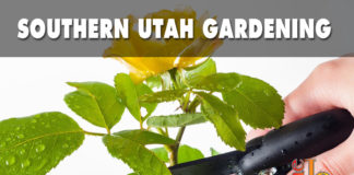 Southern Utah Gardening: Winter pruning roses Winter pruning roses