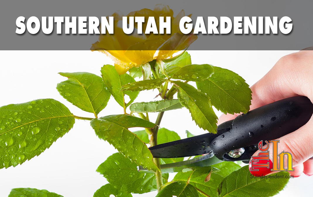 Southern Utah Gardening: Winter pruning roses