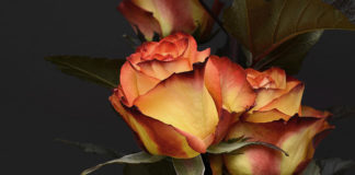 Canyon Creek Women’s Crisis Center hosts annual Valentine’s Dinner Fundraiser Canyon Creek Women's Crisis Center hosts annual Valentine's Dinner Fundraiser