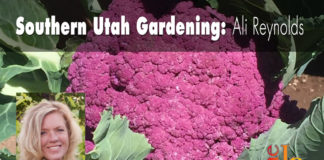 Southern Utah Gardening: Growing cauliflower Southern Utah Gardening: Growing cauliflower