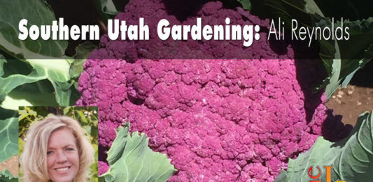 Southern Utah Gardening: Growing cauliflower