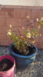 Southern Utah Gardening: Transplanting a rose bush