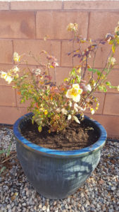 Southern Utah Gardening: Transplanting a rose bush
