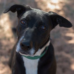 southern utah adoptable pets Quince