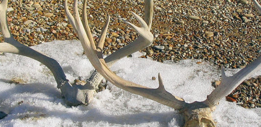 Course required before gathering shed antlers