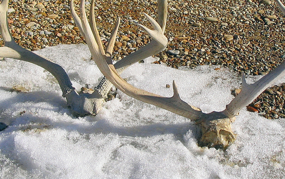 Course required before gathering shed antlers