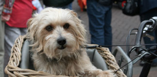 Dixie Regional Transportation Expo welcomes local input Dixie Regional Transportation Expo welcomes local input