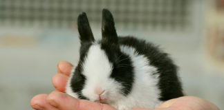 Come have a hoppin’ good time at Best Friends Buntacular Easter Extravaganza Come have a hoppin’ good time at Best Friends Buntacular Easter Extravaganza