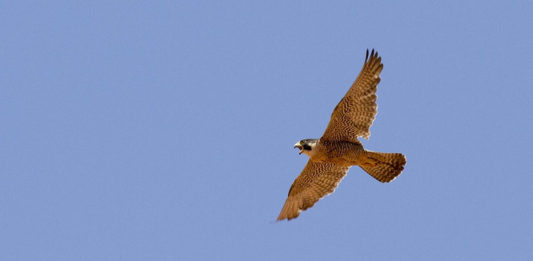 Zion National Park closes rock climbing routes due to breeding peregrine falcons