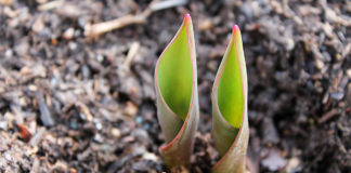 Is warm weather confusing plants and trees? Is warm weather confusing plants and trees?