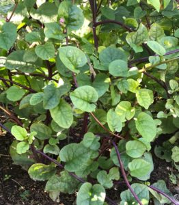 Southern Utah Gardening: Growing savory spinach