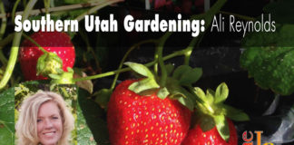Southern Utah Gardening: Growing strawberries in home gardens Southern Utah Gardening: Growing strawberries in home gardens