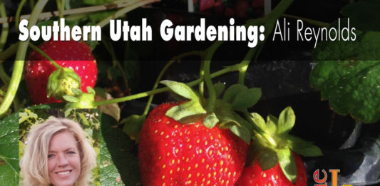 Southern Utah Gardening: Growing strawberries in home gardens