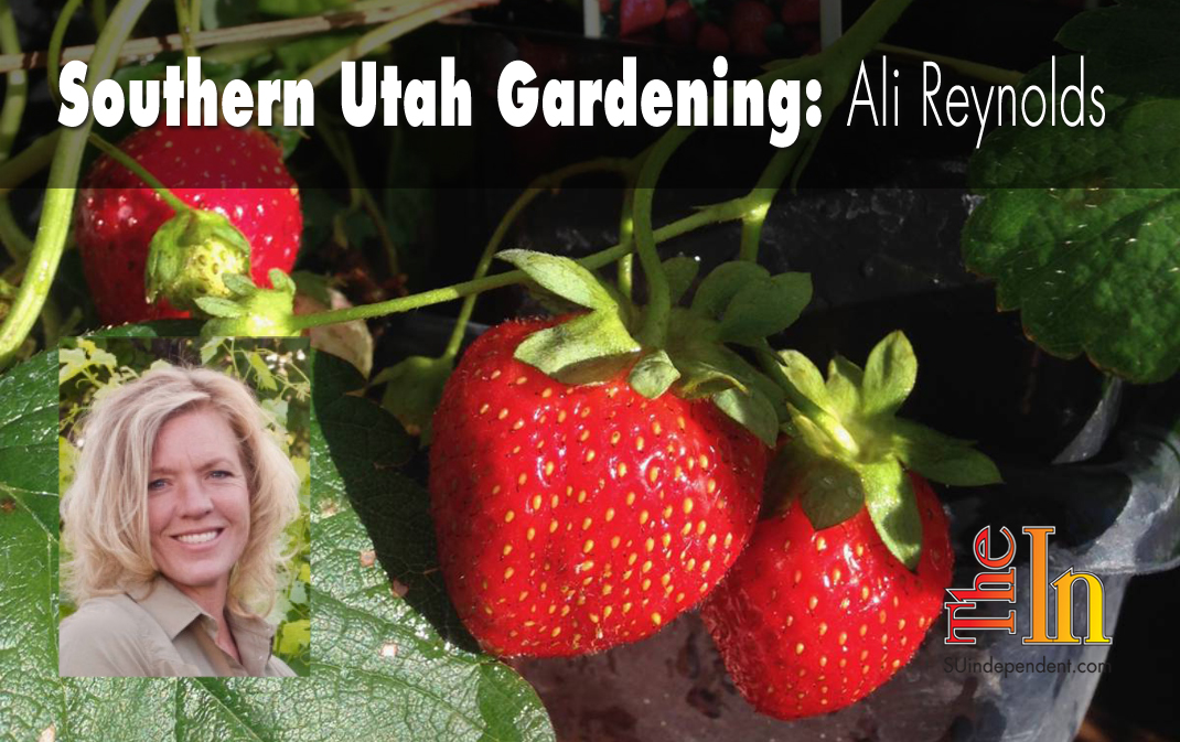 Southern Utah Gardening: Growing strawberries in home gardens