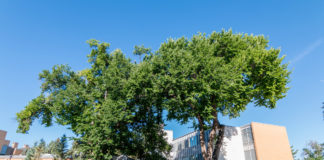 SUU celebrates origins with Founders’ Week celebration Each March since 1925, Southern Utah University's Founders’ Week pays tribute to those who established the institution with a variety of events at SUU.