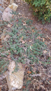 Southern Utah Gardening: An unruly patch of oregano gets a trim