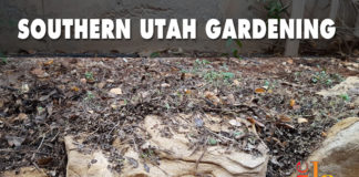 Southern Utah Gardening: An unruly patch of oregano gets a trim Southern Utah Gardening: An unruly patch of oregano gets a trim