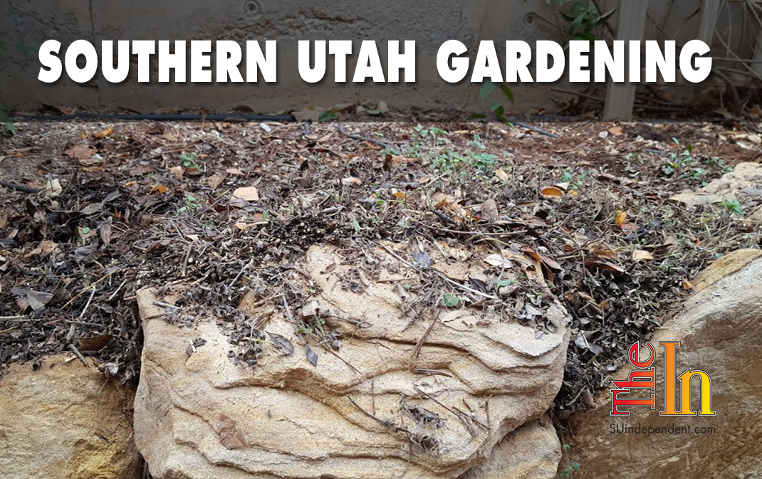 Southern Utah Gardening: An unruly patch of oregano gets a trim