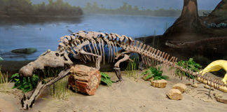 Utah Diné Bikéyah cites creation narratives as further justification for protecting Bears Ears Triassic-Era phytosaur fossil resources Utah Diné Bikéyah cites creation narratives as further justification for protecting Bears Ears Triassic-Era phytosaur fossil resources