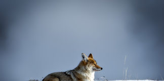 Dan Flores lectures on “Coyote America: A Natural and Supernatural History” Dan Flores lectures on “Coyote America: A Natural and Supernatural History" Springdale