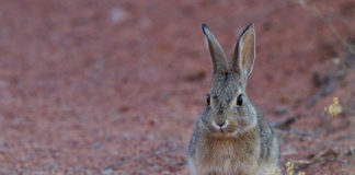 Secretary Zinke announces more than $1.1 billion for sportsmen and conservation