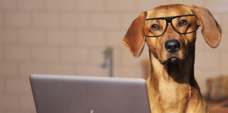 Best Friends Animal Society names Julie Castle as CEO Best Friends Animal Society names Julie Castle as CEO