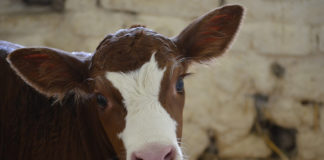 American and Utah Farm Bureaus defend national monuments proclamation Utah Farm Bureau American Farm Bureau Grand Staircase-Escalante National Monument
