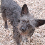 southern utah adoptable pets griffin