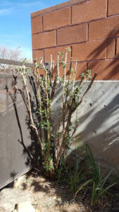 Southern Utah Gardening: Spring pruning